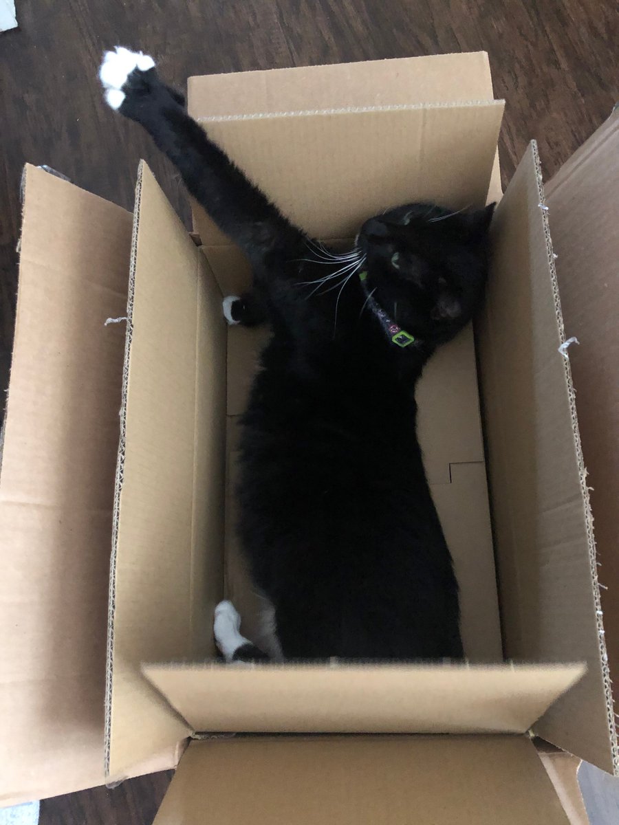 LokiCat91's tweet photo. Sad to report the passing of our dear Loki. Cancer came back and took him quickly, way too young at only 7. We'll miss his huge personality and joy in each day, each new box and bag, then reminding us to leave our troubles at the door every time we returned home. https://t.co/g1G4DQfcNn