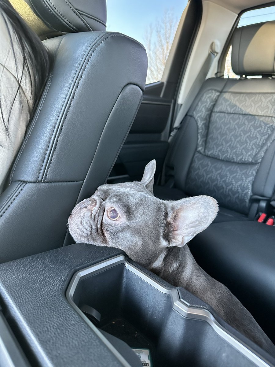 Duke loves going for a ride in the truck. 

#freedombulldog #frenchbulldog #blinddog