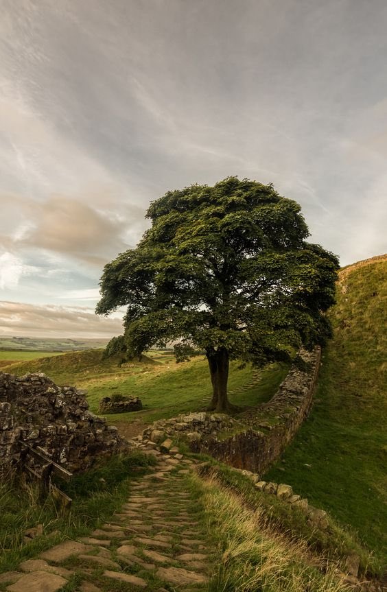 Sycamore Gap Tree at Hadrian’s Wall