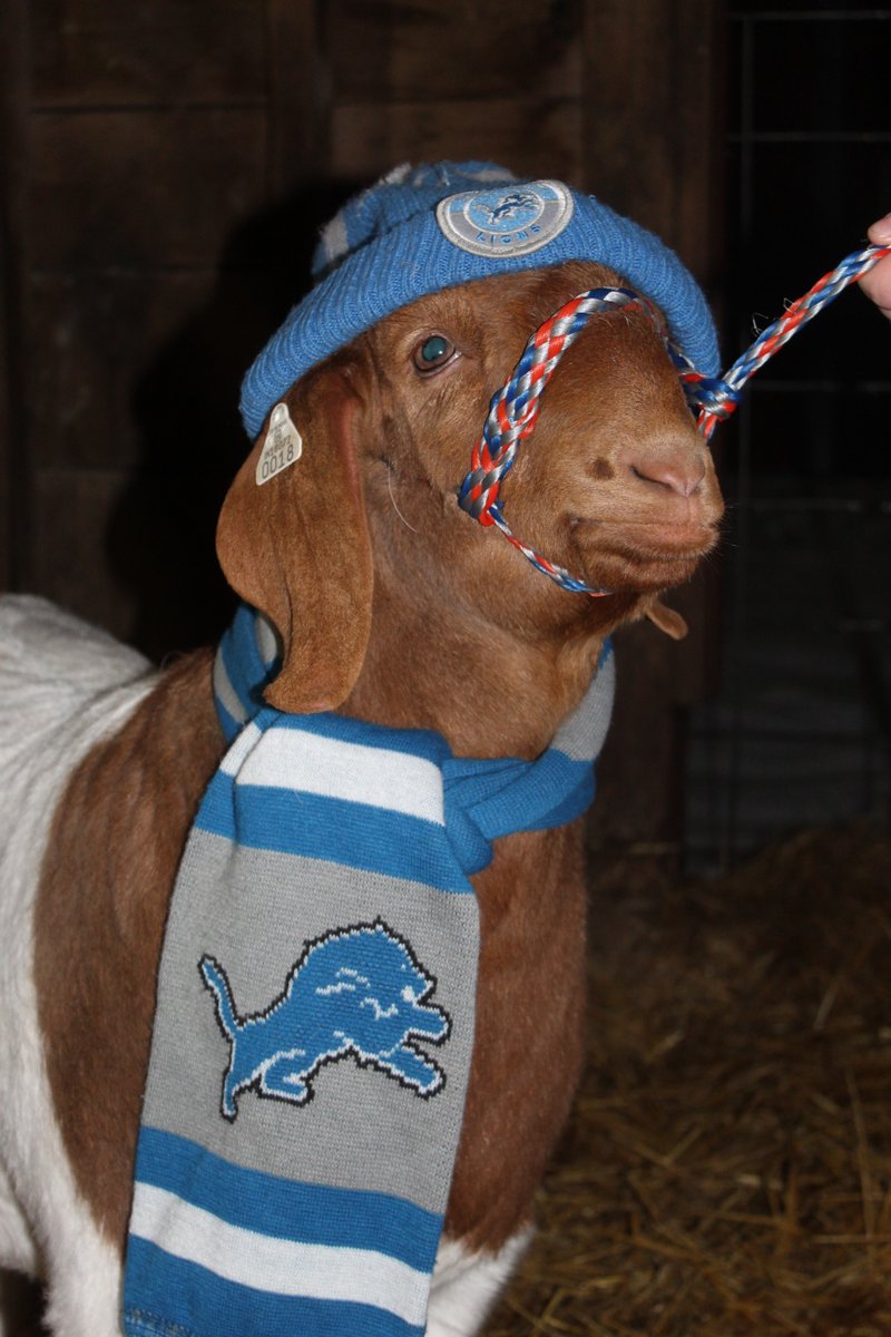 MichDeptofAg's tweet photo. It’s GAMEDAY! Everyone on the farm is excited to flaunt their Lions gear today 😂 

These fans know Goff is the real G.O.A.T around here! #OnePride #AllGrit https://t.co/mUdSstoe4J