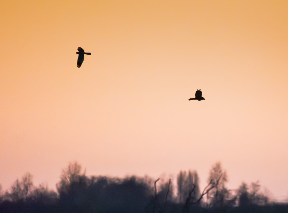 Sunsets, starlings and other recent sightings 🪶 Thank you to Simon for snapping these photos of starling murmurations and two hen harriers in flight. We have 3 males and 3 ringtails to report for our January hen harrier roost count! 📸 NT/ Simon Stirrup