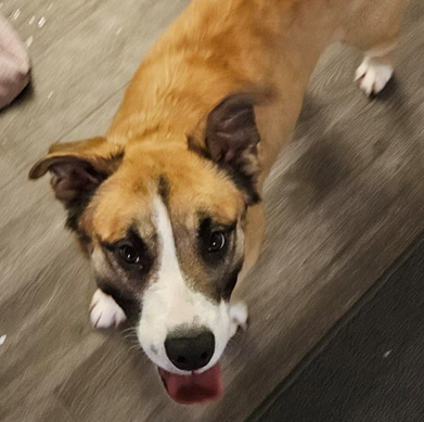 Everyone help me welcome our new fur baby to the community! Her name is Lola! Welcome sweet little Lola!