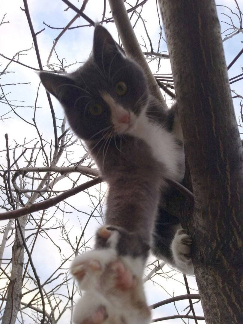 take meow hand