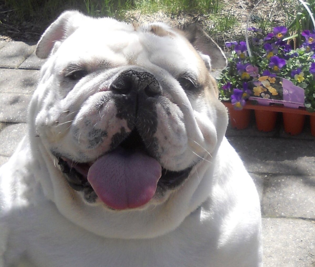 When you Have the Queen of All Bulldogs in your Life… You ALWAYS have a Good reason to Smile… Love, Gertie’s Family 🌈🍩🐾🐶🐾 #gertiethebulldog #gertiegotdonuts #queenofallbulldogs #Smile #beautiful #bulldog #dogsoftwitter #dogs #dog