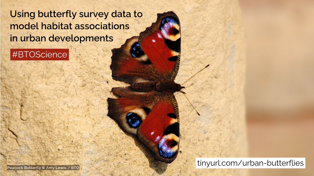 New #BTOScience predicts abundance of butterflies in different urban landscapes. Thanks to volunteer-collected data from @WCBSLive, this research reveals future potential for better design of urban spaces for biodiversity. 👉 tinyurl.com/urban-butterfl… #CitizenScience