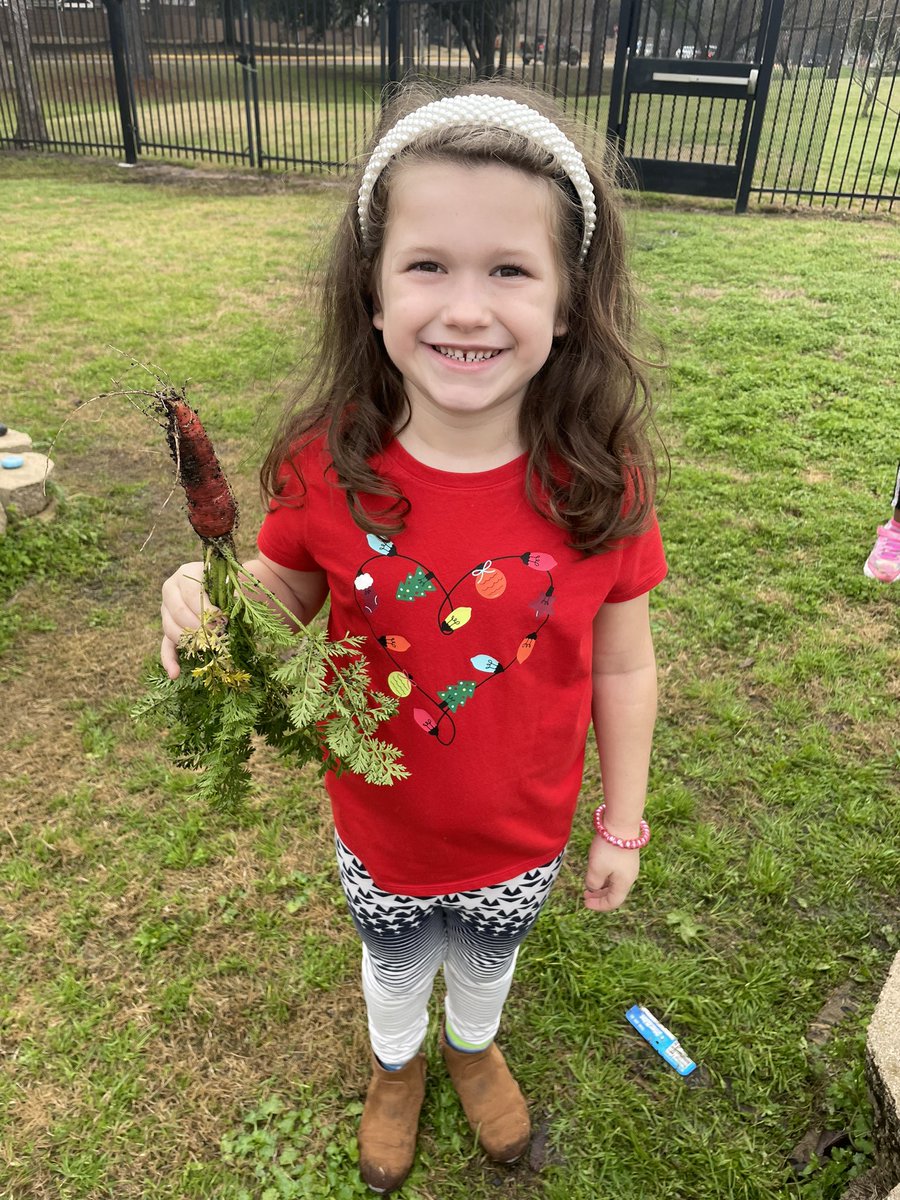 We had some beautiful carrots today <a href="/CFISDKeith/">Keith Elementary</a> ! <a href="/readygrowgarden/">Ready to Grow Garden</a> @MsFowlerRTGG <a href="/CFISDScience/">CFISD Science</a> <a href="/CyFairISD/">Cypress-Fairbanks ISD</a> #readytogrow #gardenday #harvest #winter