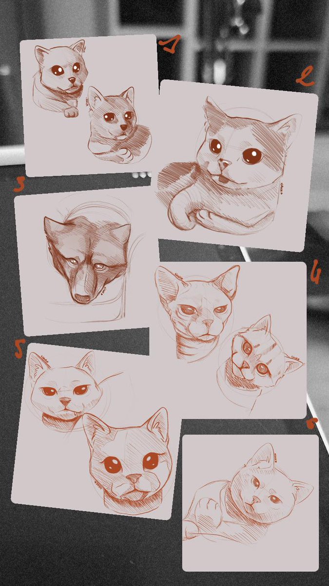 NanaWorldDesign's tweet image. Entraînement du jours avec vos boules de poils sur Threads 🔥