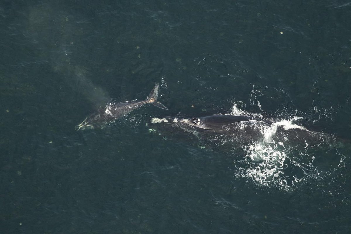 Congrats to first-time #rightwhale mom #3820 - this is the 1️⃣5️⃣th calf of the season!! 🥳

🤕🐋🐋🐋🐋🐋🪦🐋🐋🐋🤕🐋🐋🐋🐋

#rightwhaletosave #givethemspace

📷 Photo taken by @MyFWC under NOAA permit 26919