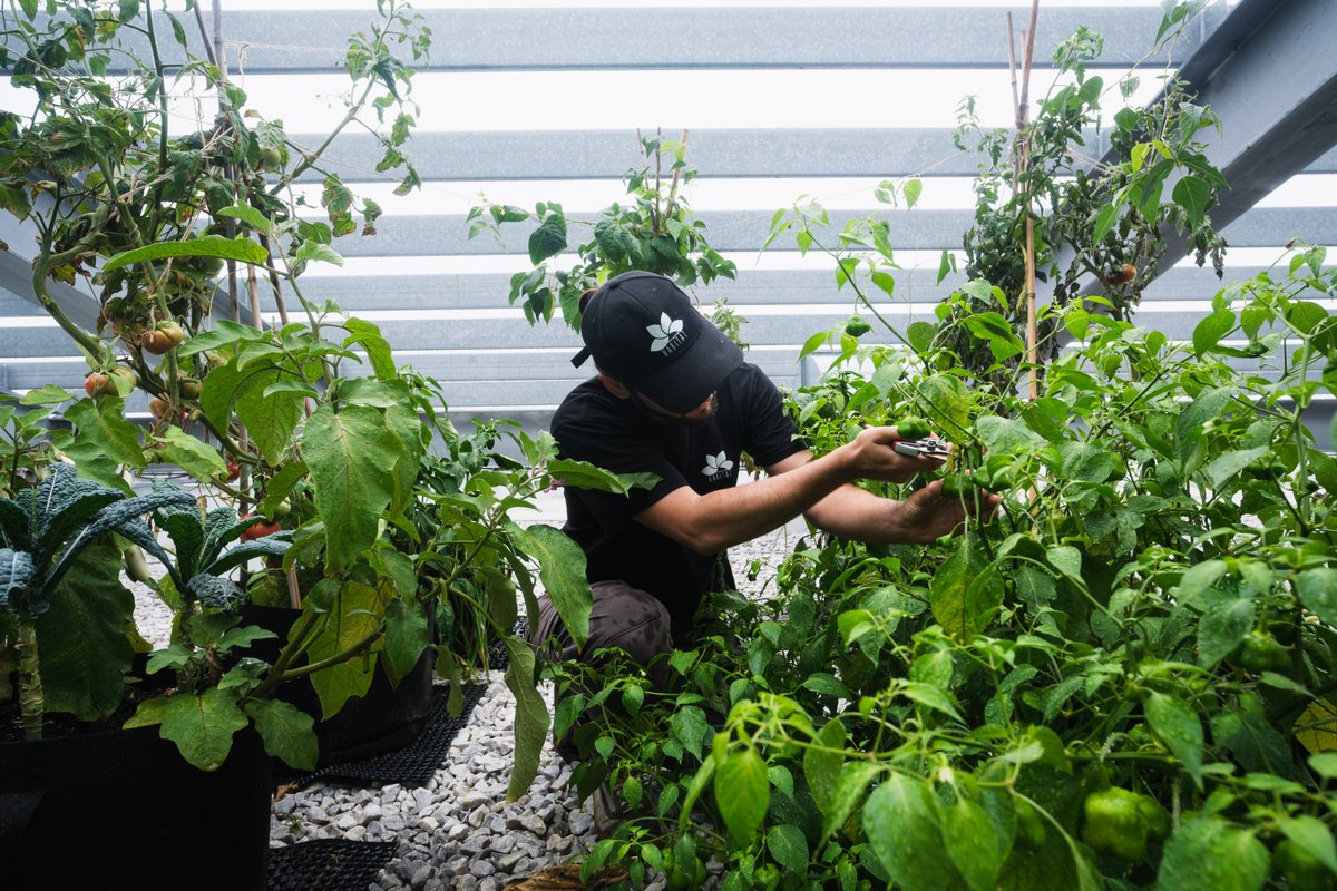 Microhabitat (@microhabitat_ca) on Twitter photo Green resolutions for January: Elevate your #sustainability game with by integrating a MicroHabitat #UrbanFarming program in your building. Work with us for #EcoFriendly ideas that sprout positive change in 2024! Green resolutions for January: Elevate your #sustainability game with by integrating a MicroHabitat #UrbanFarming program in your building. Work with us for #EcoFriendly ideas that sprout positive change in 2024!