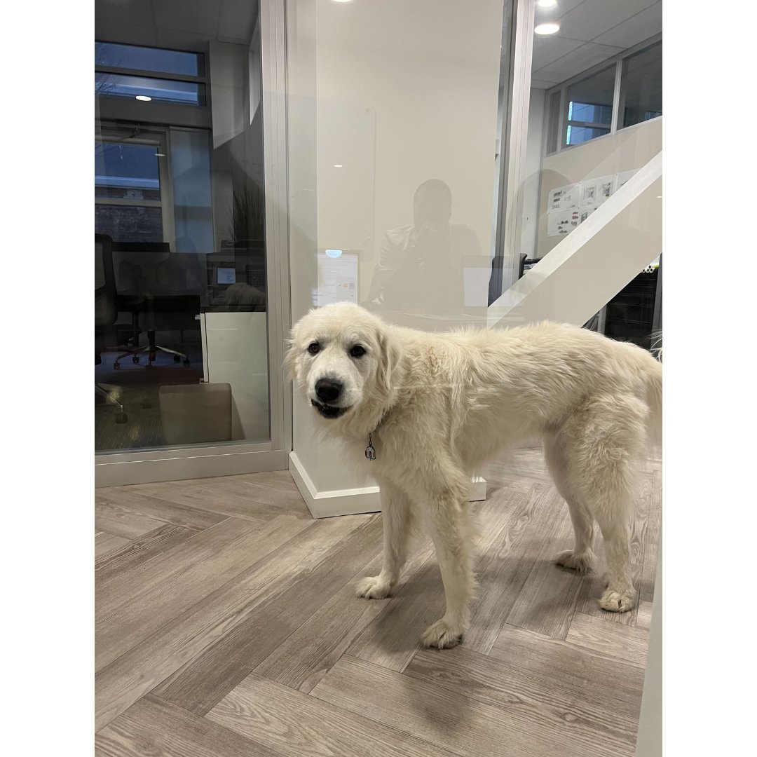 explainify's tweet image. Happy Friday! here's a part 2: the saga unfolds! We had to share more sneak peeks of our furry friend Thor 🤩
#explainify #annualmeeting #feelgoodfriday #flashbackfriday #friyay #furryfriendfriday #teambonding #worklifebalance