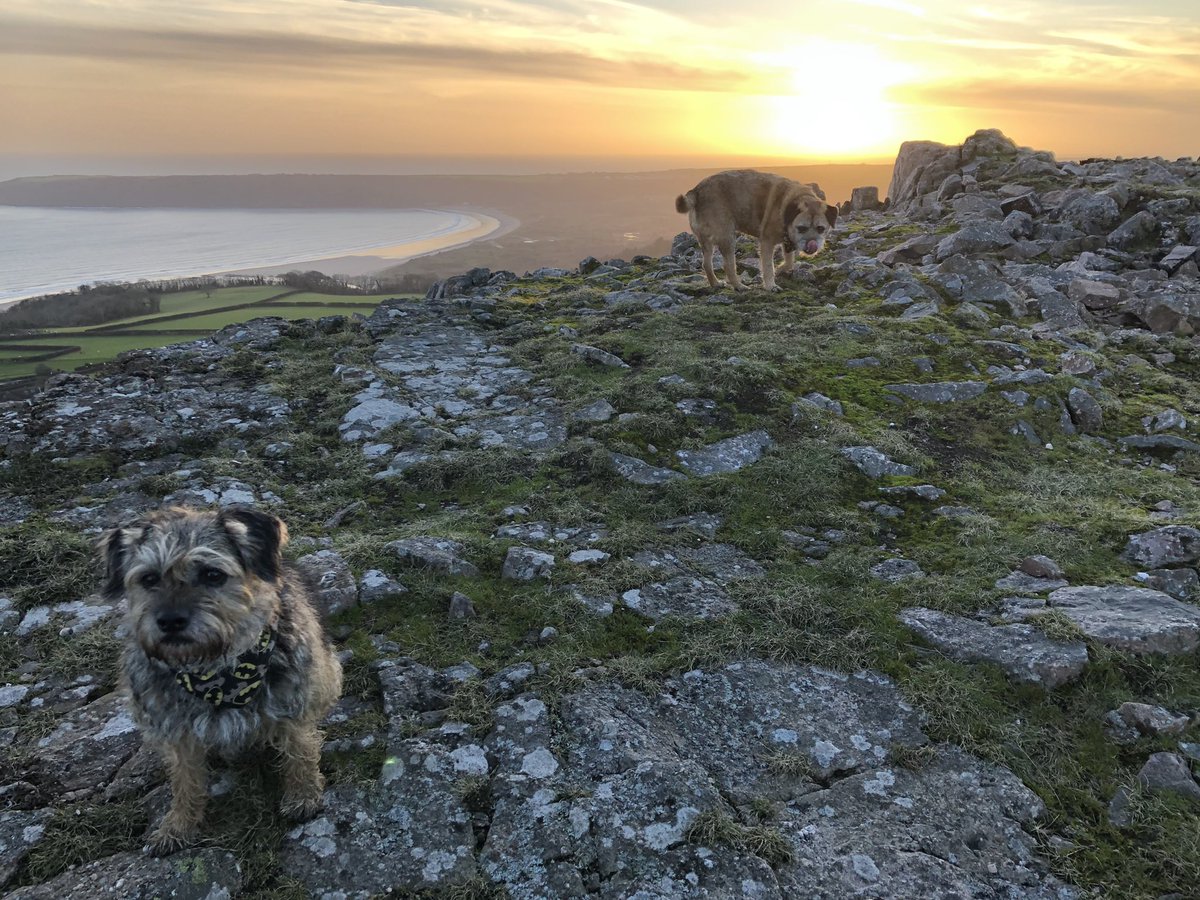 Tobi_LeRone's tweet image. Lovely sunset walk on the Gower. January’s not that bad at all! And the gorse is starting to flower 🌼#SpringIsOnItsWay