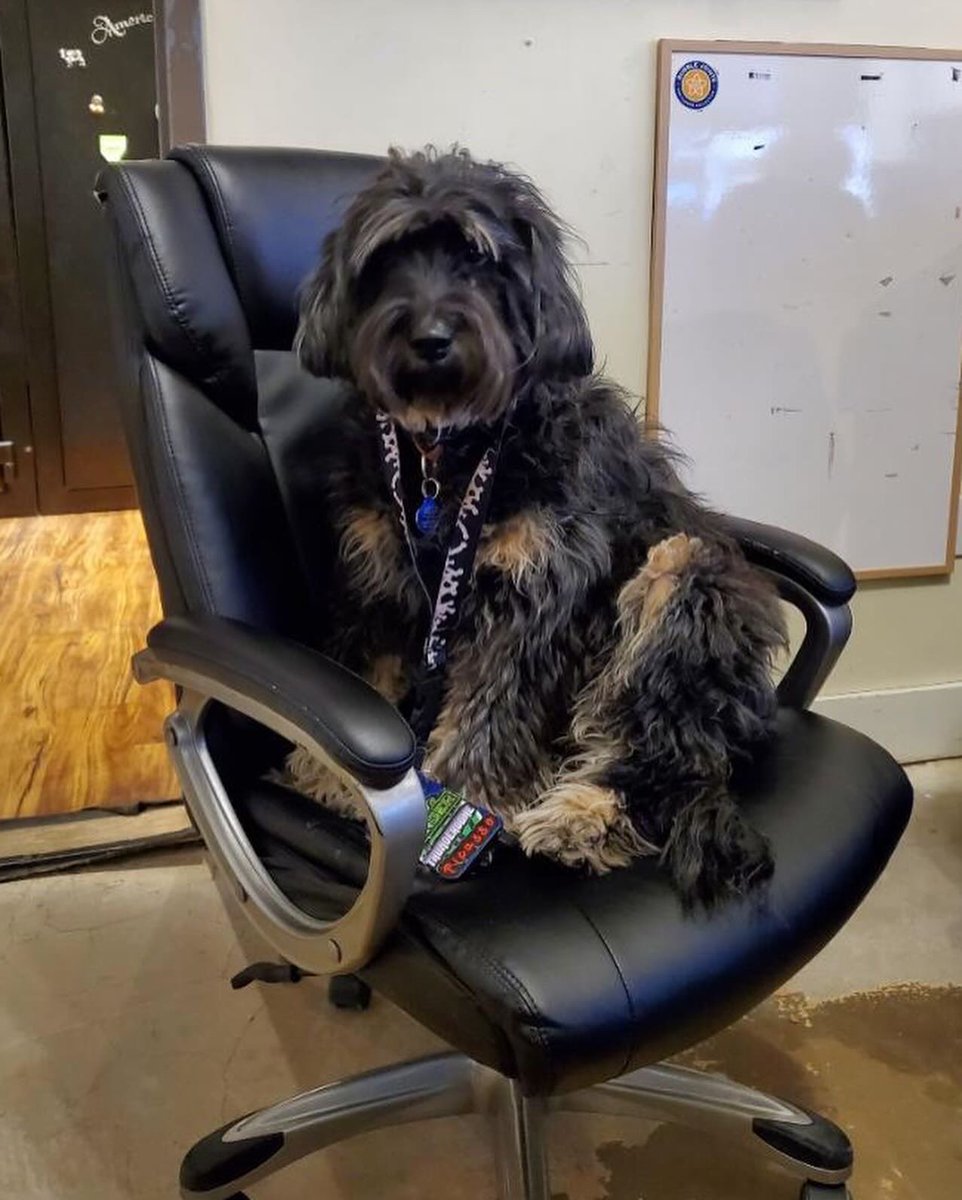 Meet our newest General Manager, Moofie! She can be found lounging in our lobby and munching on cheddar cheese in the break room. #thefarmboulder #newbossintown #newmanager #boulder #gooddogs