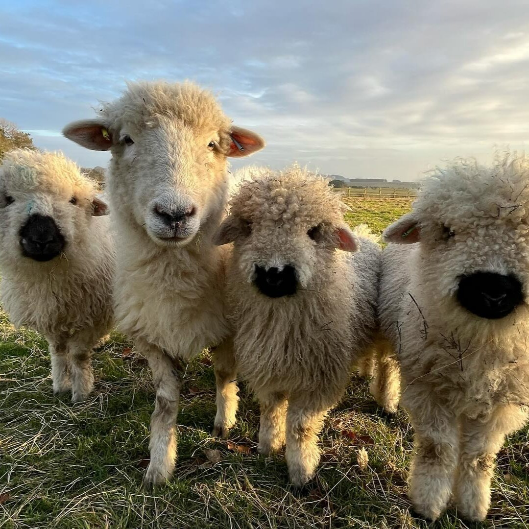 This weeks' #SheepOfTheWeek are @smallholdingadventure new additions to their flock. Meet Pam the Poll Dorset and her Valais Blacknose X three lambs #BritishWool #Wool #Sheep #Winter #Farming #PollDorset #ValaisBlacknose