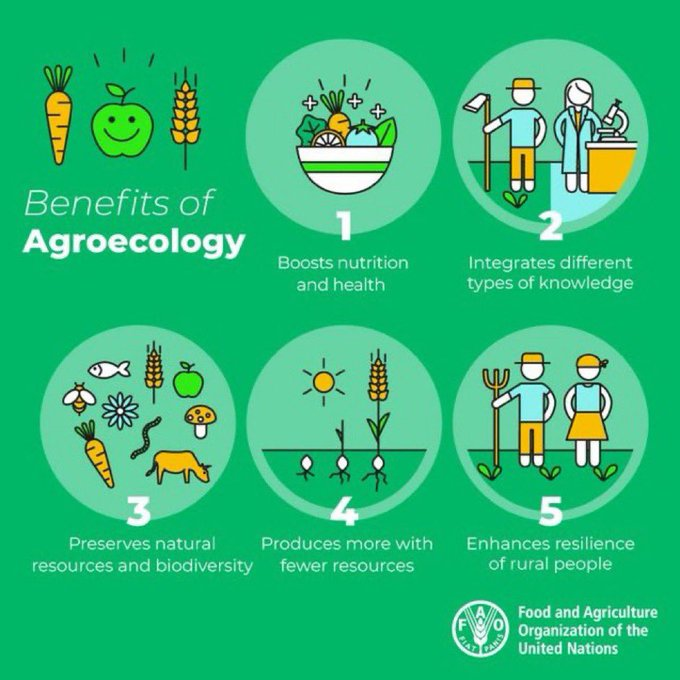 UNBiodiversity's tweet photo. Agroecology can help:
🌱Build resilient livelihoods
🌱Safeguard #biodiversity 
🌱Manage the planet’s natural resources
🌱Respond to #climatechange

https://t.co/9fMnqLvqde

Via: @FAOclimate https://t.co/6zL4YWuQzT