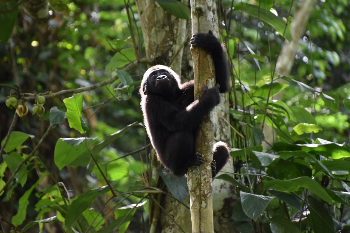 SamSeccombe's tweet image. 📸Camera traps have revolutionised how conservationists monitor and understand the natural world.

#InstantDetect2 will revolutionise camera traps.
🌍 The Challenge

Climate change and human activity have pushed our precious planet to its limit causing devastating habitat and…