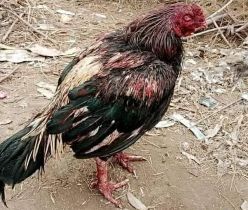 kissan_pakistan's tweet photo. انسان تو انسان دکھ بس اس بات کا ہے کہ روز محشر یہ بے زبان بھی انسانوں سے حساب لیے کھڑے ہونگے. https://t.co/SbubbXixfq
