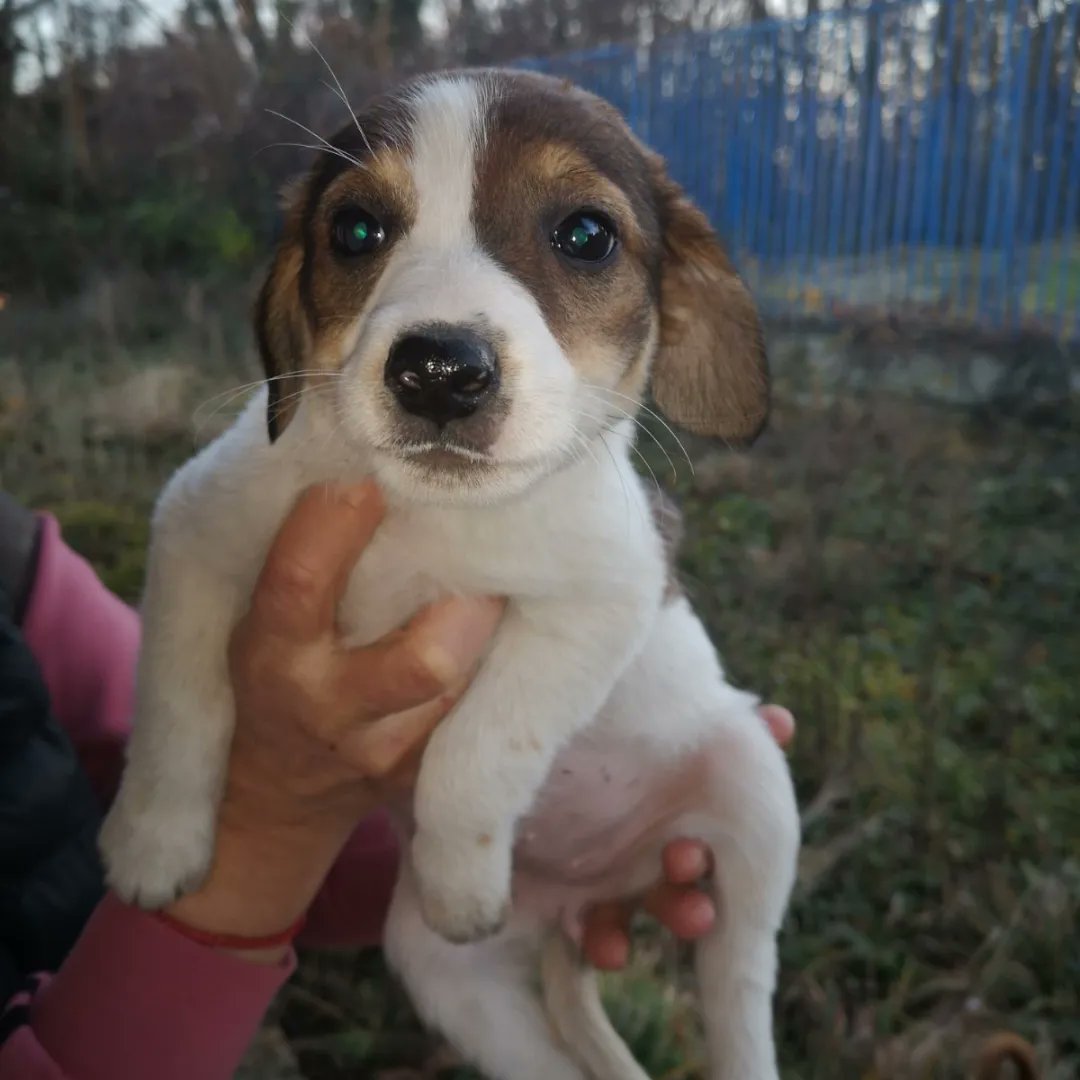 🍒🐾Dve slatkoce ,dve zenkice cekaju svoje domove 🥰Stare su oko 3 meseca,primile prvu vakcinu,bice srednjeg rasta ☑️Nalaze se u Beogradu kont tel 0654185868🐕