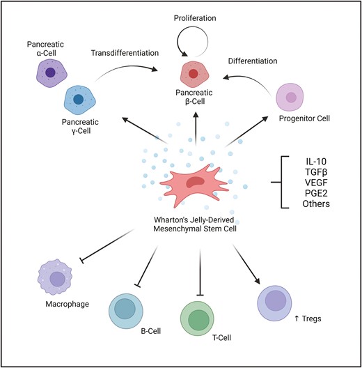 Perspective: Clinical Application of Umbilical Cord Mesenchymal Stem Cells Preserves β-cells in Type 1 Diabetes Ashraf Al Madhoun, Lubaina Koti, Neus Carrió, Maher Atari, and Fahd Al-Mulla doi.org/10.1093/stcltm…