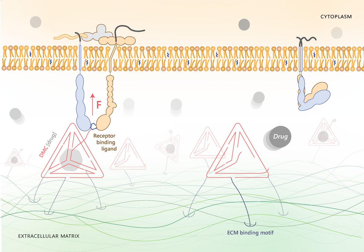 pH based delivery is well known but pN responsive drug delivery? Our DNA Mechanocapsules (DMCs) can sense piconewton (pN) scale forces in  cell-specific contexts and efficiently deliver a wide array of drugs. Read more at nature.com/articles/s4146…