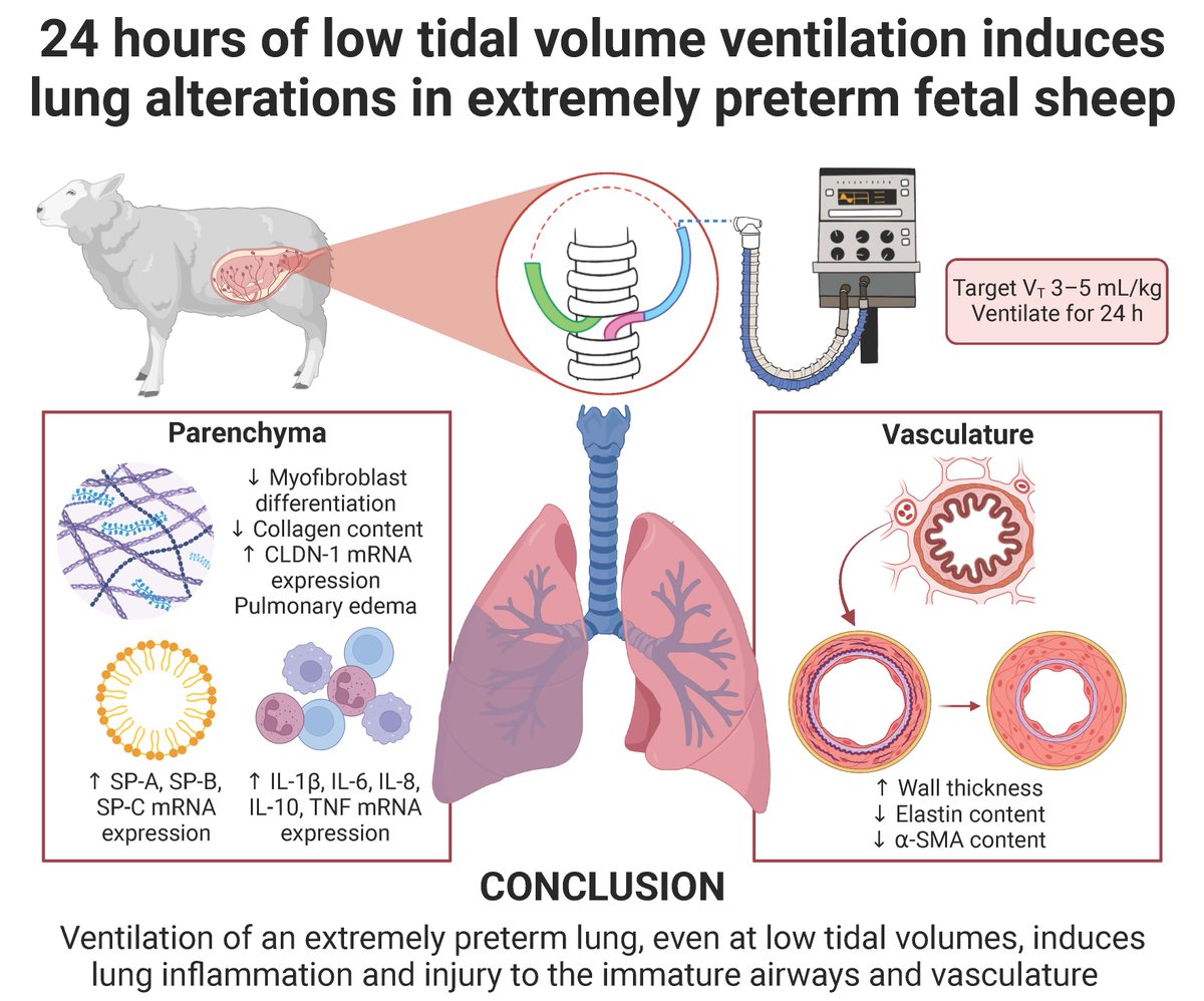 🆕 from @AJPLung 
In utero ventilation induces lung #parenchymal and #vascular alterations in extremely preterm fetal sheep. 
(Zahrah Azman et al) 
@BethJForbes @Nhi_Thao_Tran @ZahrahAzman

ow.ly/8cXS50QuUar

#mechanicalventilation #lunginjury #pretermbirth