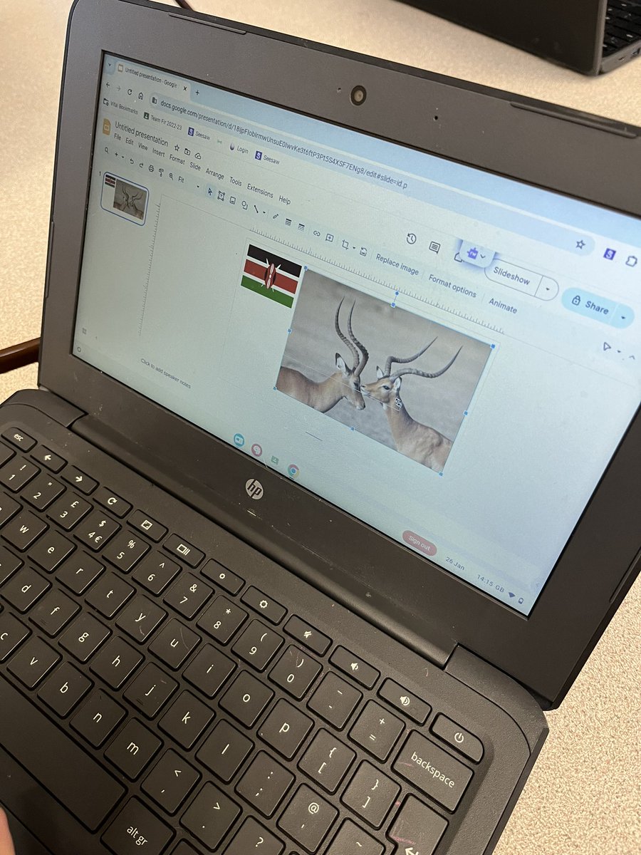 LakesideYork's tweet image. Today the Gorillas used their knowledge of keywords to search for images related to Kenya. They then put the images that they had found onto a Google Slide. #LakeComputing