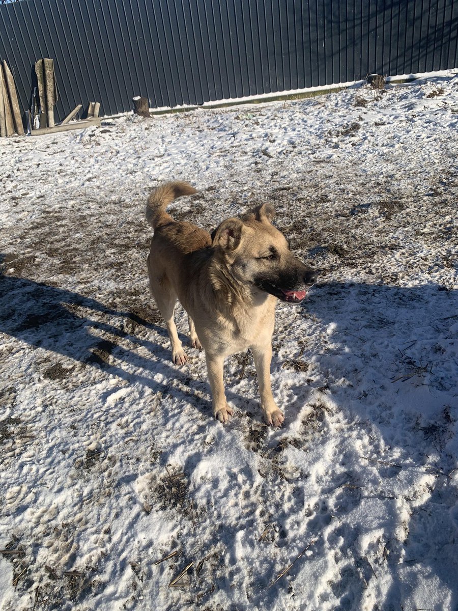 Some new photos of beautifull Rosie #rescue #happydog #rescueworld #togetherforabetterworld #winter #dogs