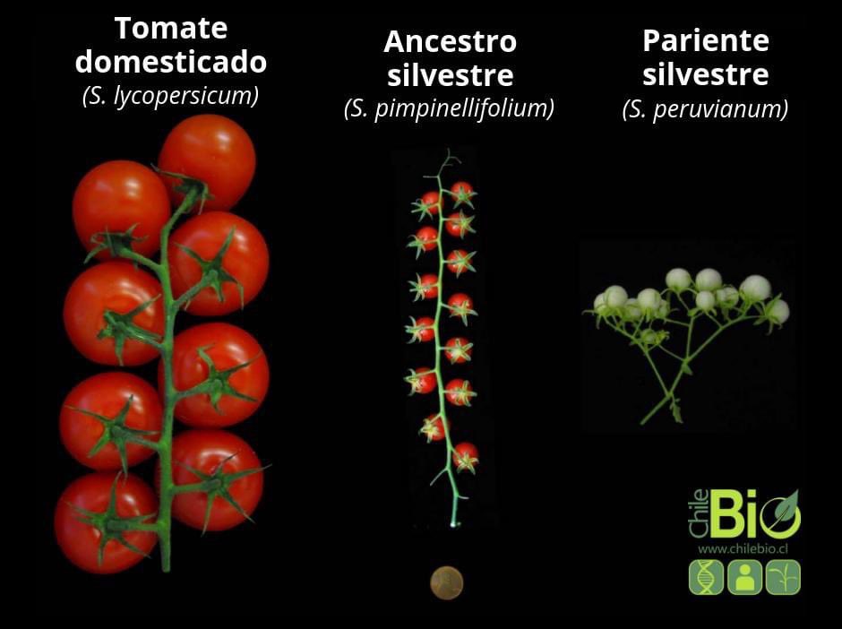 alvarosenan's tweet photo. 🍅⏳ ¿Sabías que el #tomate comercial moderno proviene del #mejoramientogenético de ancestros silvestres no aptos para producción agrícola? 

Incluso poseen altos niveles de compuestos tóxicos (como la solanina), que debieron reducirse en su proceso de mejoramiento por el ser humano durante milenios.

En un avance pionero, en 2018 por primera vez se desarrolló en una sola generación, un nuevo cultivo desde una planta silvestre (el progenitor de nuestro tomate moderno) mediante el uso de edición del genoma. Comenzando con un ‘tomate silvestre’ se logró, al mismo tiempo, introducir una variedad de características ventajosas (mayor tamaño, número de frutos, forma ovalada y más antioxidantes) al cultivo sin perder las valiosas propiedades genéticas de la planta silvestre

➡️ https://t.co/T3HuA1AZOf vía @ChileBio_AG