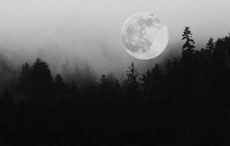 TheForest___'s tweet image. 𝙏𝙃𝙀 𝙁𝙊𝙍𝙀𝙎𝙏 𝘾𝘼𝙇𝙇𝙎 𝙏𝙊 𝙔𝙊𝙐.

♡ this tweet if interested in plotting a custom SL via DMs and going into detail on ideas, preferences, kinks, and limits. 

↻ always appreciated.