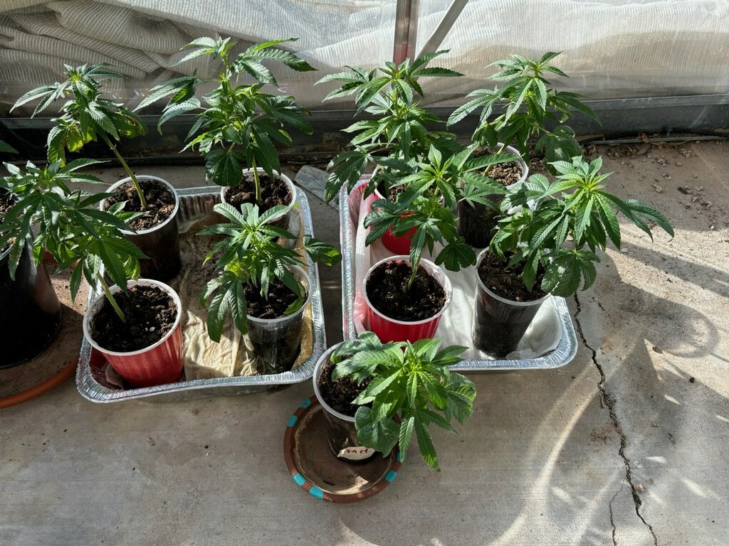 Cavecreek greenhouse next round of clones. White lotus / Bay 11
#CannabisCommunity #cannabisgrower