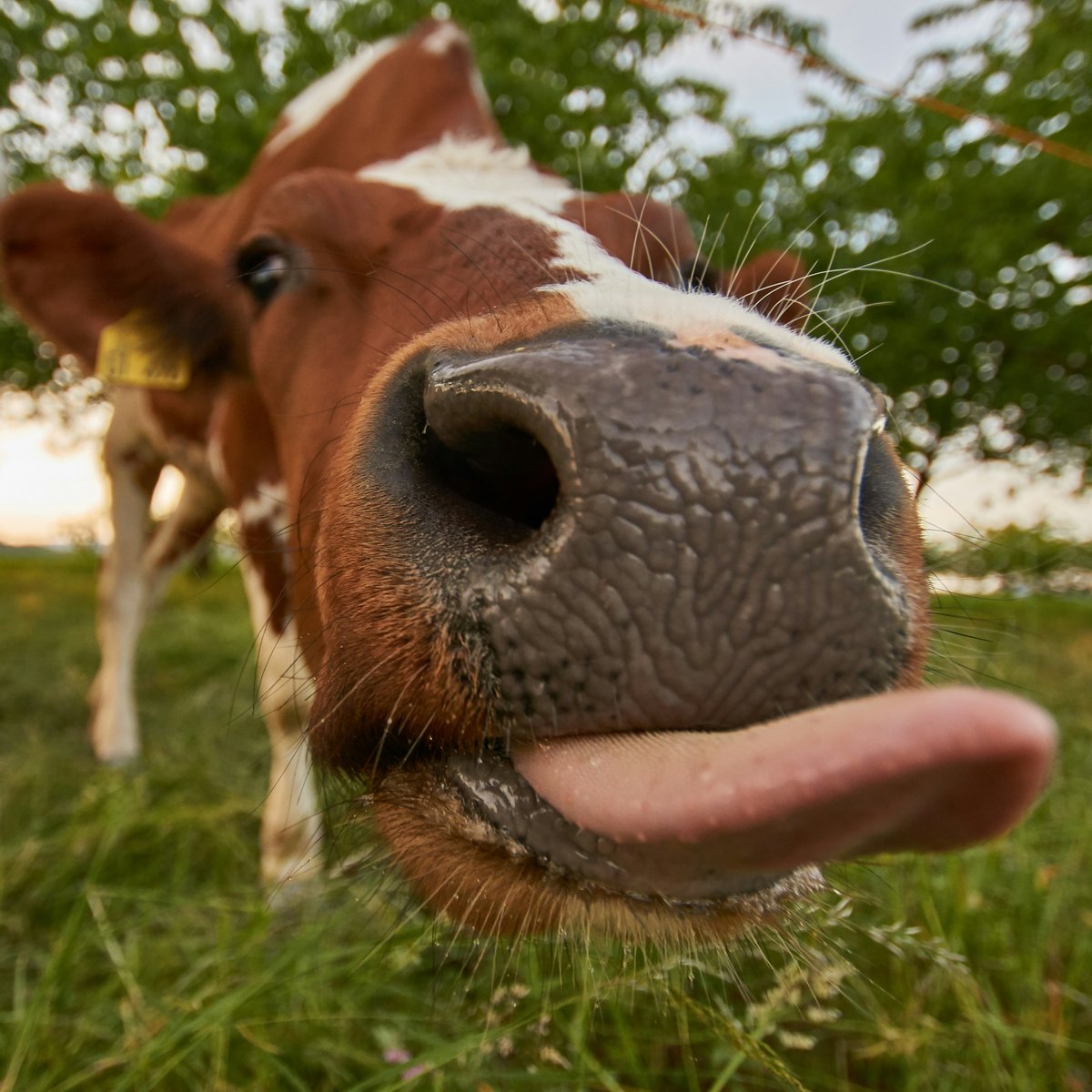 BrightStar205's tweet photo. A 2001 study shows that Cows produce more milk when listening to relaxing moo-sic
@
$
@
#Moo #goodmusic #relax https://t.co/jLsH5WOkFD