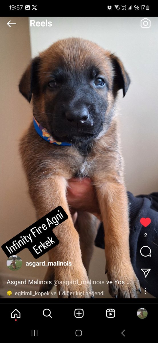 Avalancheer's tweet photo. Asgard Malinois ve Yoshi Red Phoenix (Heimdall) Yavrularimizdan 29 günlük olmuştur. Rezervler açılmıştır. Şecereli ve ilk aşıları yapılarak teslim edilecektir.
#malinois #malinoisdog #malinoispuppy #maligator🐊 #maligatorsofinstagram #maligatorlove #maligatorlovers https://t.co/OowlVxMkCw