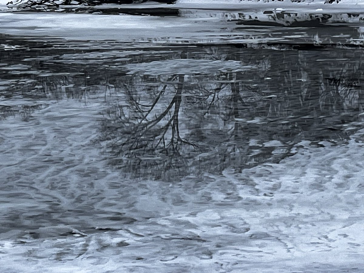 Amandaisout's tweet photo. An Ivey reflection from the river
#CedarRiver #reflection #Winter2024 https://t.co/XwVy52PBcZ