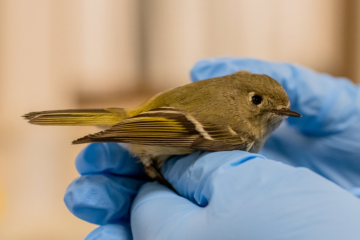 WildlifeRehab's tweet photo. This #RubyCrownedKinglet collided with a window and suffered head trauma. If you find a bird that has collided with a window, bring it to our care center for treatment. We will release the Kinglet back into the wild after recovery. #Wildlife #BirdsOfTexas #WildlifeRehab https://t.co/4GQyCvON9q