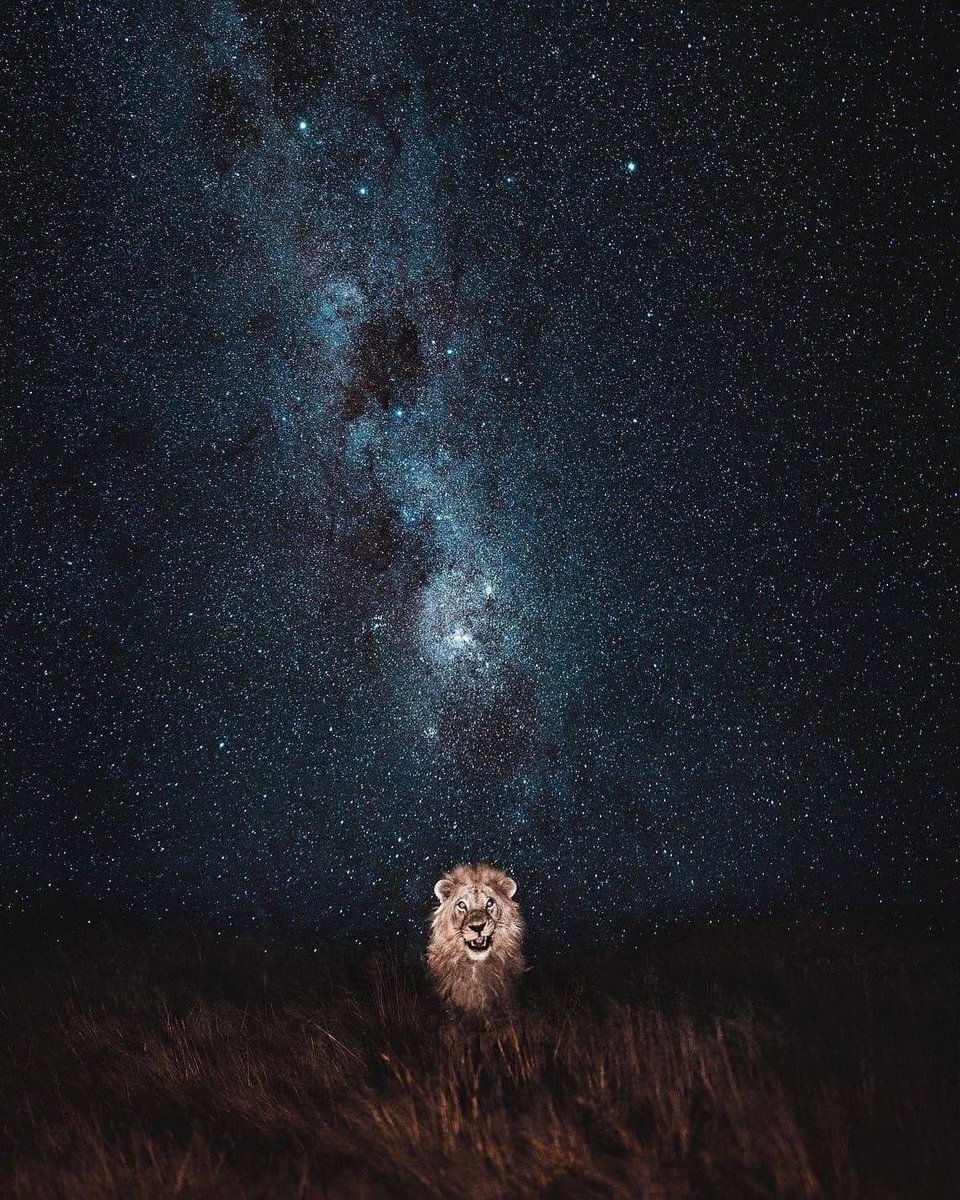 Lion king on a starry Night 🌌 🌟
A divine image by top notch conservationist, wildographer, photosafari guide, cinematographer Donal Boyd@donalboyd
Erindi Private Game Reserve, Namibia 🇳🇦
Photo via:@wildography_and_safaris
