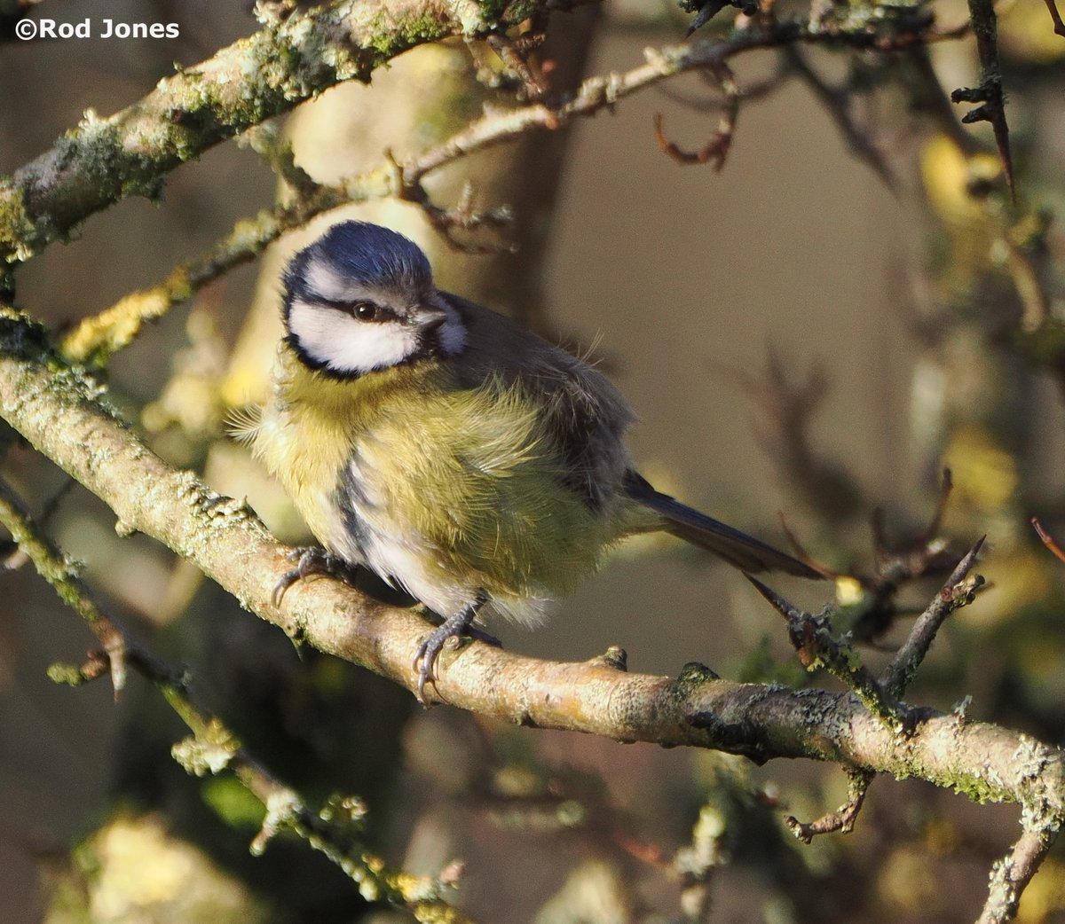 Fluffy blue tit in Shelf Woods, Halifax. #ThePhotoHour #TwitterNatureCommunity #wildlifephotography #NaturePhotography #birds