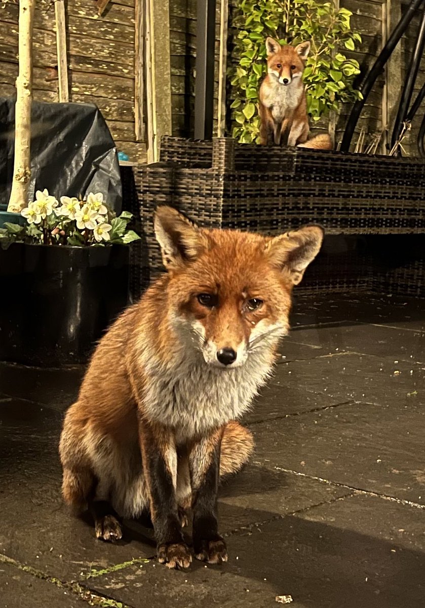 When you go to get a cold beer from the fridge and sense you’re being watched! #Fox #forfoxsake #forthefoxes #Foxes #foxlovers #FoxOfTheDay #foxlove #foxfriday #followfriday #TwitterNatureCommunity #urbanfox #WildlifeFrontGarden #Wildlife