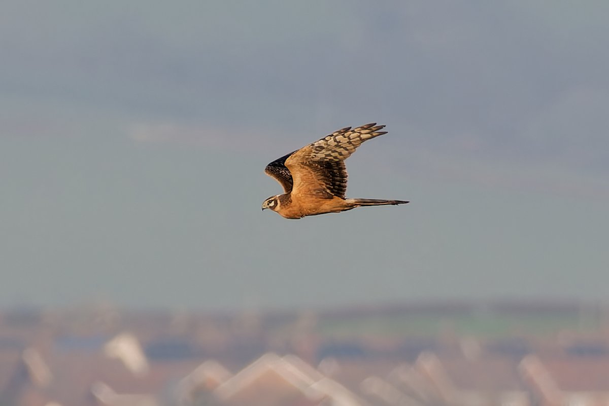 Paul Roberts tweet media