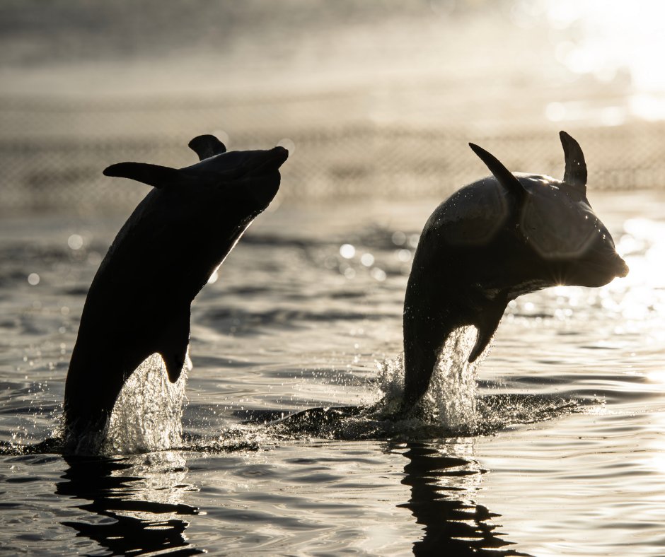 Flipping into Friday 

Pictured: Luna and Merina

#friday #tgif #dolphins #visitfl #loveflorida #dolphinresearchcenter #sunset