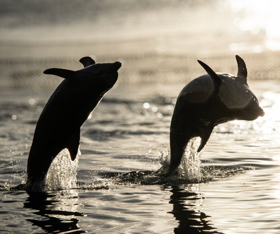 Flipping into Friday Pictured: Luna and Merina #friday #tgif #dolphins #visitfl #loveflorida #dolphinresearchcenter #sunset