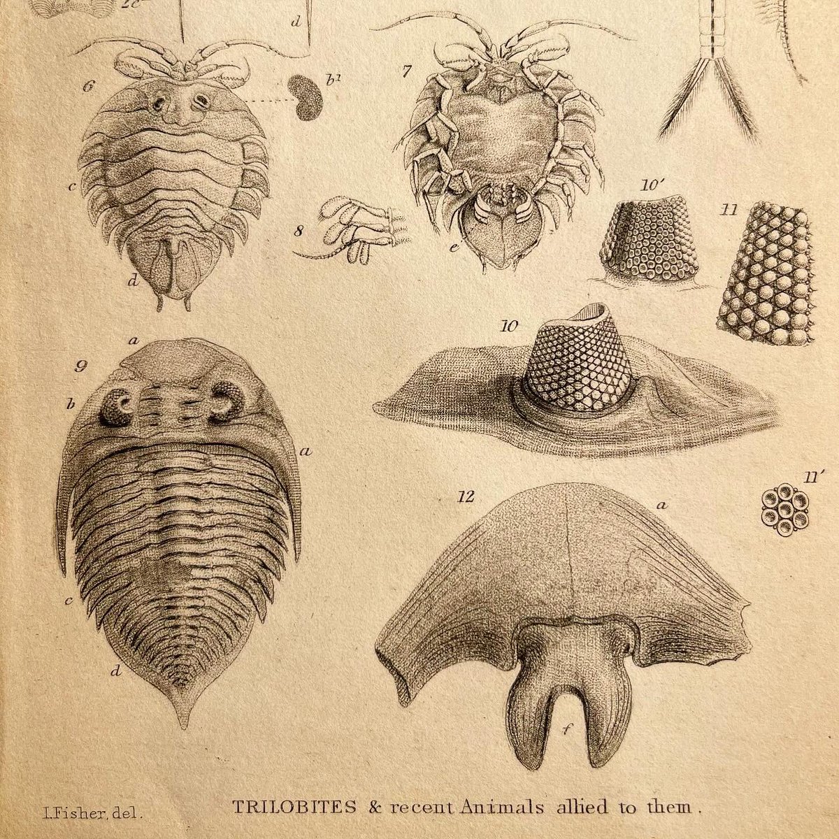 Nice trilobite illustration highlighting the superficial similarity of trilobites and Serolidae (Crustacea). Taken from Rev. William Buckland (1784-1856), Geology and mineralogy considered with reference to natural theology, Vol. II, 1837, plate 45
#trilobites #fossilfriday
