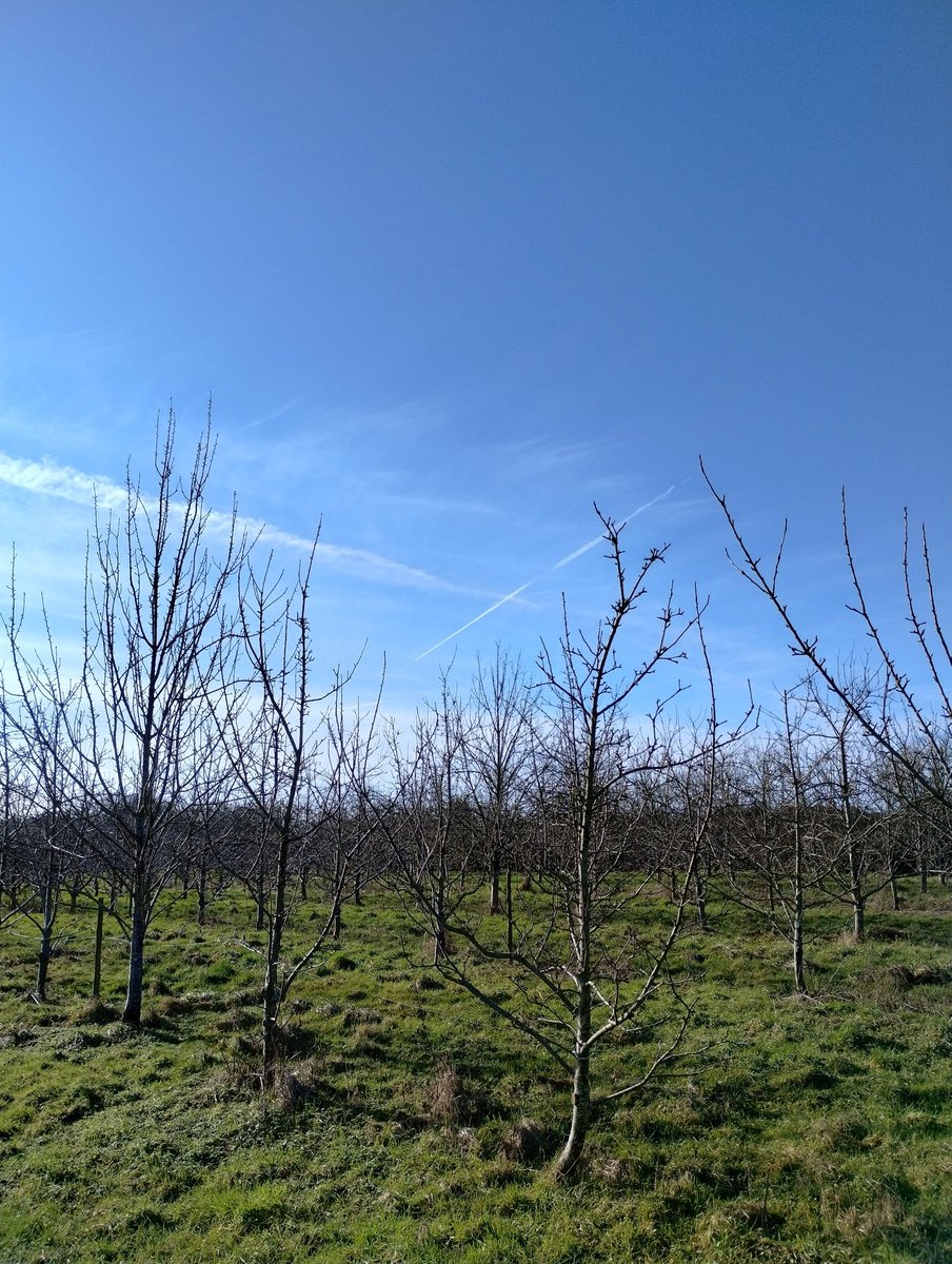 Great to see blue sky and sunshine in the orchard today. Feels like Spring might be on its way!