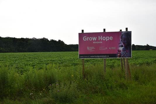In 1996, Bethesda donated the use of 30 acres of land to local farmers for international aid.
This international partnership has been ongoing from 1996 to 2023. Grow Hope Niagara has contributed over $173,000 to the Canadian Foodgrains Bank.
foodgrainsbank.ca/why-we-exist/