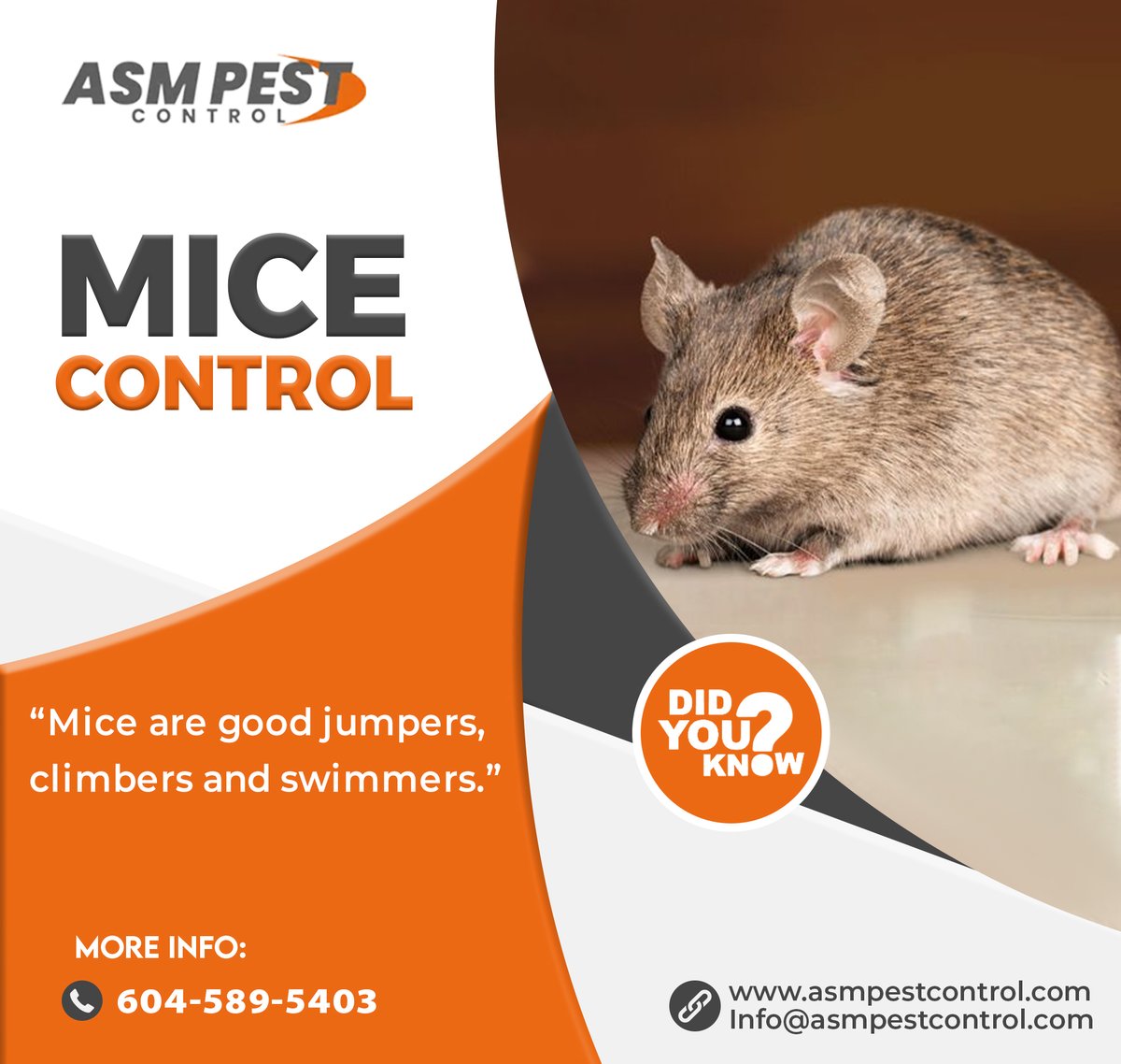 asmpestcontrol's tweet image. Mice look for warm, dark areas of your home to nest. This can be in the walls, in your basement, or under your refrigerator. ASM Pest Control is here to help. 
📷- 604 - 589 - 5403
📷-asmpestcontrol.com/rodent-control/
.
.
.
#ASM, #ASMPestControl, #micecontrol, #ratcontrol, #rodentcontrol