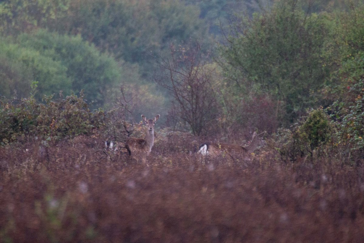 Natural Camouflage

(@KneppWilding, Sussex, October 2019)  

#photography #landscapephotography #naturephotography #wildlifephotography #landscape #nature #wildlife #scrubland #scrub #deer #roedeer #habitatrestoration #rewilding #KneppRewilding #KneppSafaris #Knepp #Sussex