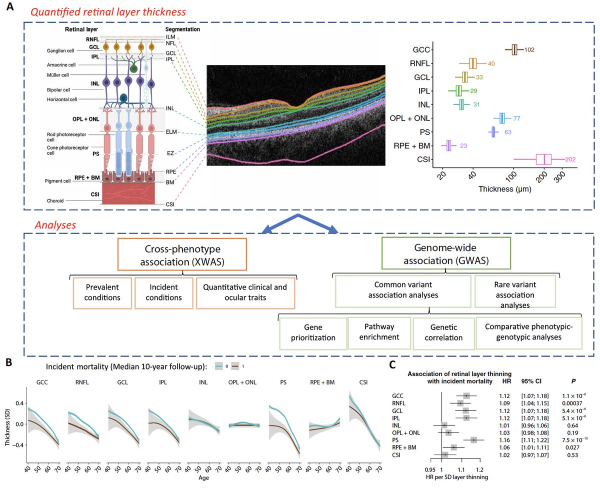 Our new study is out @ScienceTM linking the retina with systemic health and genetics across retinal OCT images from >50k individuals! Here we performed analyses of #OCT images across >1.5k phenotypes and >13M genetic variants: @uk_biobank @HMSeye @MassEyeAndEar @broadinstitute