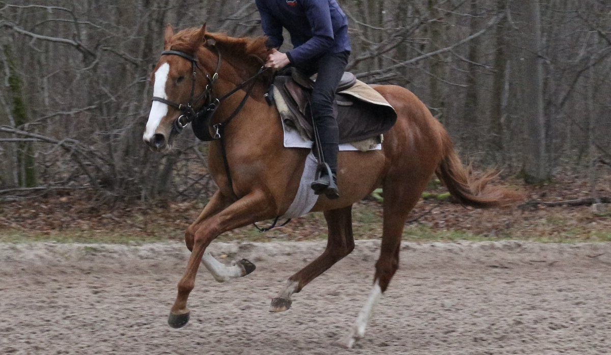 FAITHFUL FRIEND (Ghaiyyath x Free Rein) learning her trade in Chantilly. She is 1/2 sister to Group 3 🥇West End Girl & Group 1 placed Mondego. Despite being born an underdog (with just one eye) she handles everything in her stride & we hope she has a bright future! 🍀🐎 🇫🇷