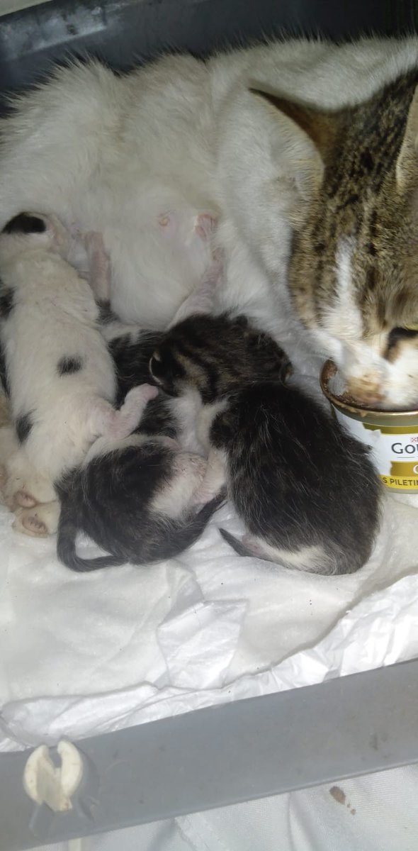 SedaTemel25's tweet photo. istanbul Gaziosmanpaşa da parkta besledigimiz kedi doğum yapmış havalar soguk.bizde fazla kedi var yerimiz yok Anne kedi ve yavruları sahiplenmek istermisiniz  iletişim 05052420460 https://t.co/7PV04W1WvG