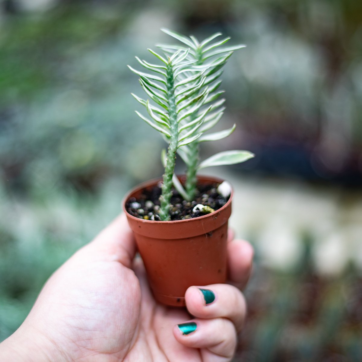 AlsipNursery's tweet image. 🌿 Today's Plant of the Day: Variegated Devil's Backbone Succulent!
#devilsbackbone #variegated #succulent #plants #plant #plantoftheday #indoor #houseplants #grow #plantparenthood #green #indoorplants #indoorjungle #urbanjungle #foliage #houseplantclub #plantlife