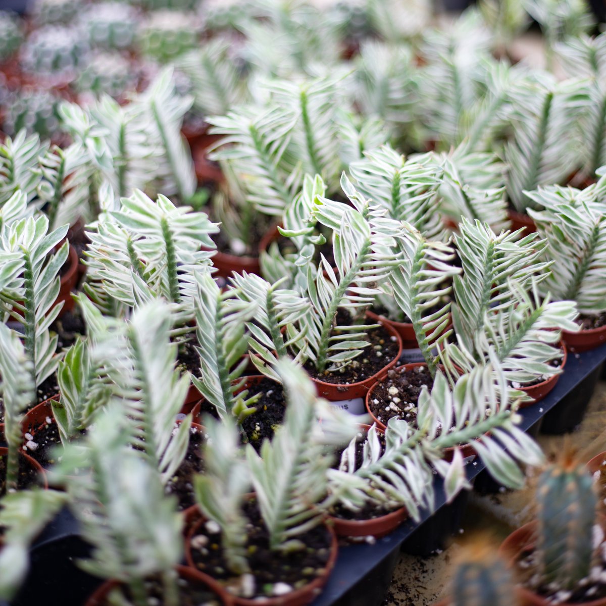 AlsipNursery's tweet image. 🌿 Today's Plant of the Day: Variegated Devil's Backbone Succulent!
#devilsbackbone #variegated #succulent #plants #plant #plantoftheday #indoor #houseplants #grow #plantparenthood #green #indoorplants #indoorjungle #urbanjungle #foliage #houseplantclub #plantlife