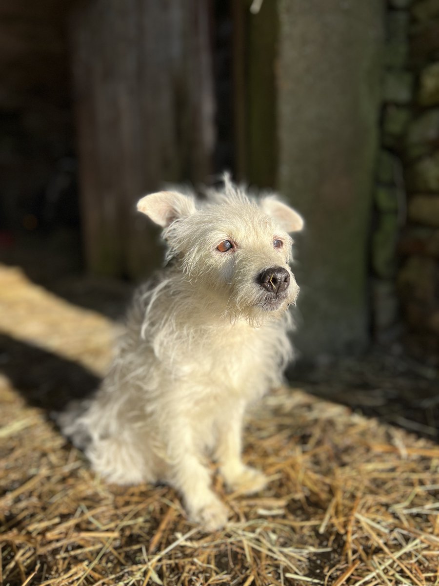 Usually a soggy doggy but today Chalky 🐶 is soaking up the sun☀️☀️ #dog #terrier #weather #sun